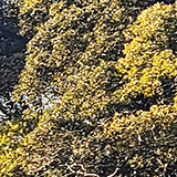 関之尾の滝の写真